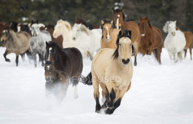 Лошади бегут по ранчо — стоковое фото
