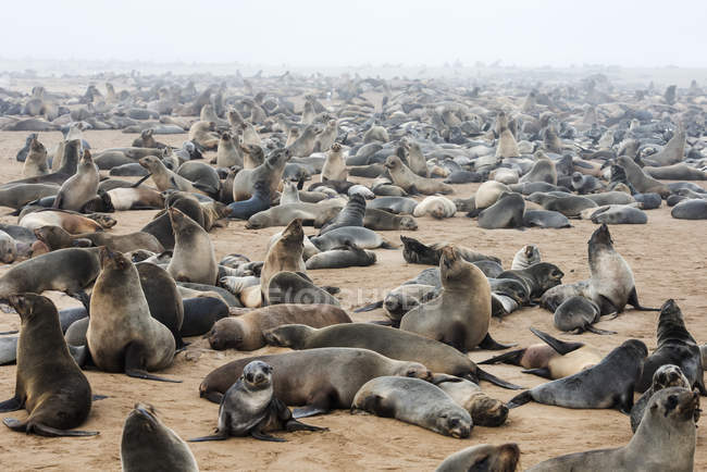 Cape fur seals — Stock Photo