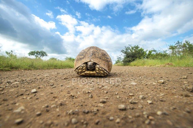 Schildkröte liegt im Panzer — Stockfoto