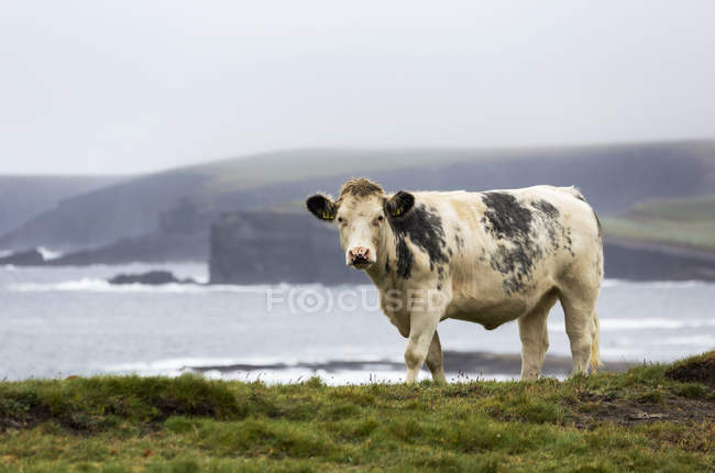 Rinder auf grasbewachsenen Klippen — Stockfoto