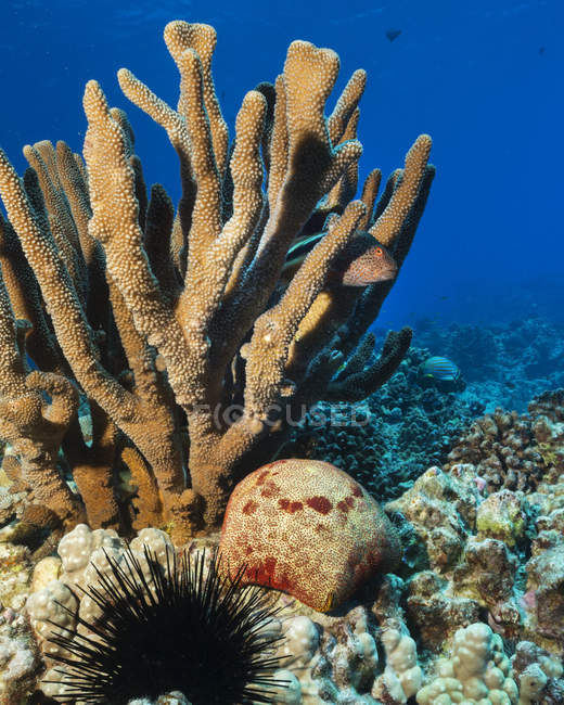 Вид крупным планом на желтых парациррхитов Форстери, плавающих под водой рядом с кораллами — стоковое фото