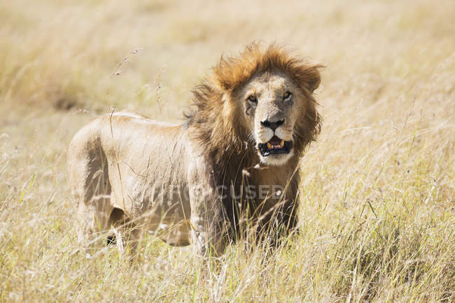Самец лев, стоящий в траве — стоковое фото