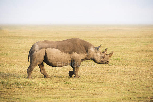 Rhinocéros noir marchant — Photo de stock