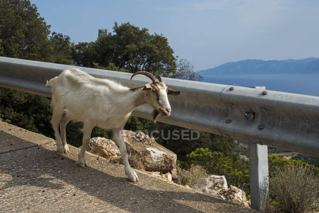 Коза, йдучи поруч — стокове фото