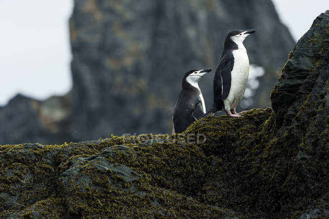 Пингвины Чинстрепа стоят — стоковое фото