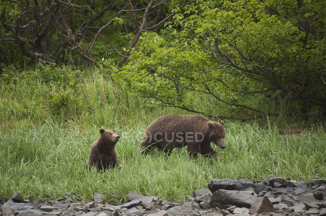 Porca urso marrom — Fotografia de Stock