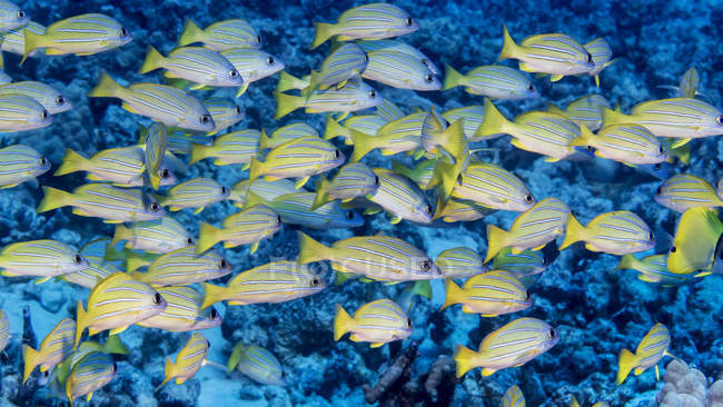 Magnifique vivaneau Bluestripe nageant sous l'eau, la faune — Photo de stock