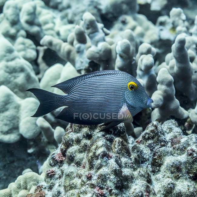Exotic Surgeonfish swimming in ocean near coral — Stock Photo