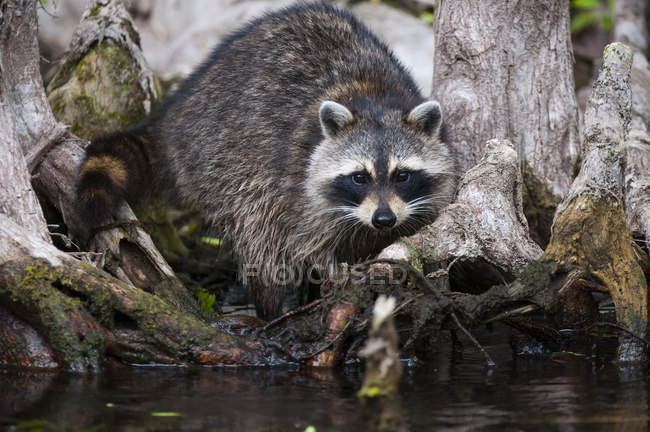 Raccoon sitting on shore — Stock Photo