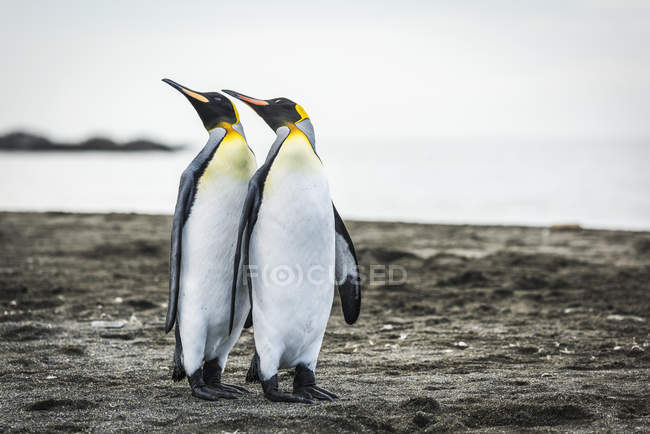 Deux pingouins royaux — Photo de stock