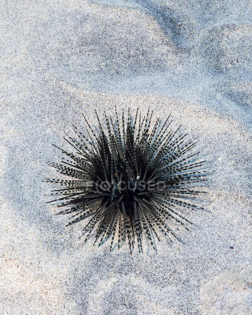 Banded sea urchin — Stock Photo