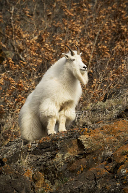Chèvre de montagne debout sur le rocher — Photo de stock