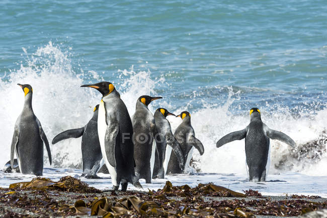 Королівські пінгвіни в серфінгу — стокове фото