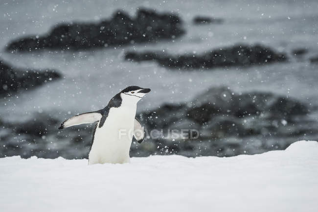 Чіпп-пінгвін у снігопаді — стокове фото