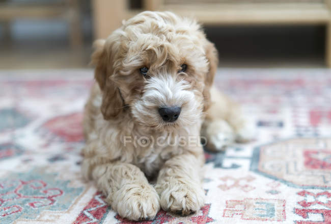 Hund legt sich auf bunten Teppich — Stockfoto