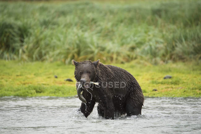 Orso bruno pesca in acqua — Foto stock