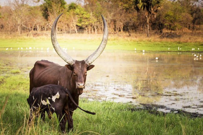Корова и теленок стоят у пруда — стоковое фото