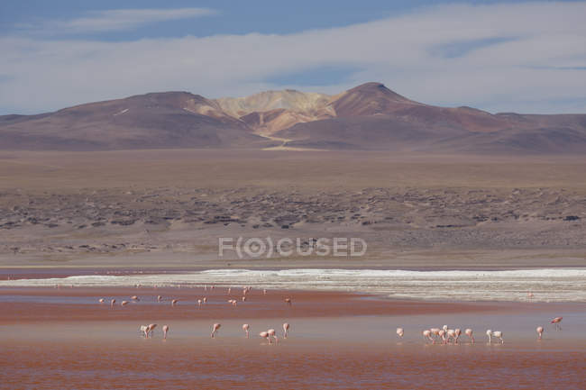 Flamingos feed in water — Stock Photo