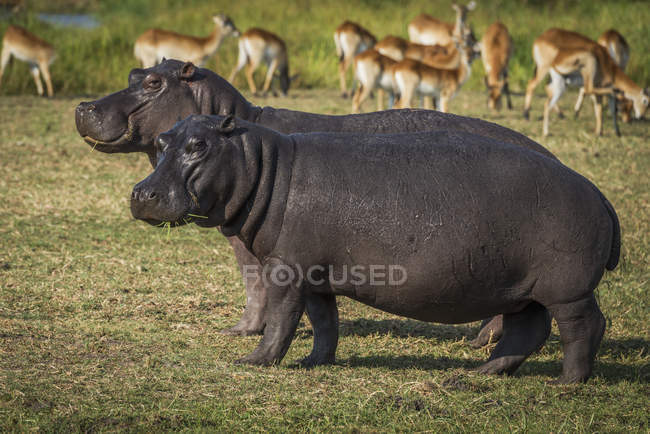 Dos hipopótamos comiendo hierba - foto de stock