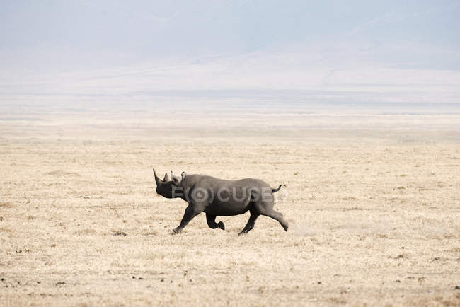 Чорний носоріг біг — стокове фото