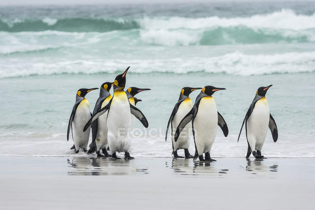 Pingüinos rey en la playa - foto de stock