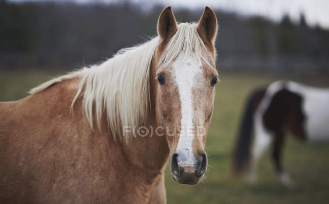 Породистая лошадь на открытом воздухе — стоковое фото