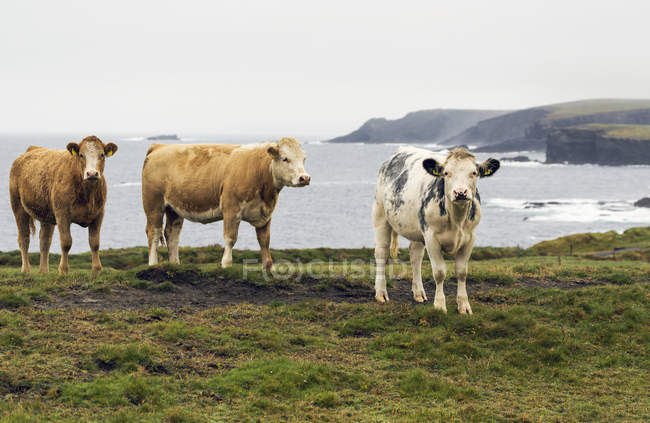 Rinder auf grasbewachsenen Klippen — Stockfoto
