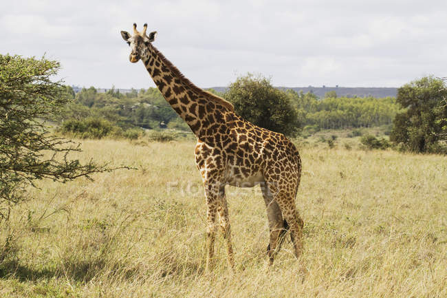 Масаї жирафа стоїть на траві — стокове фото