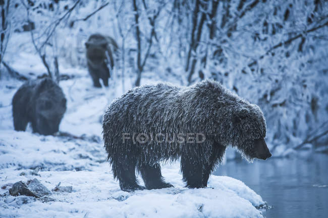 Grizzly bear standing on snowy shore — Stock Photo