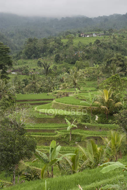 Terrasses de riz Bali — Photo de stock