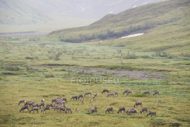 Troupeau de caribous broutant — Photo de stock