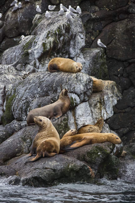 Colony of Steller Sea Lions — Stock Photo
