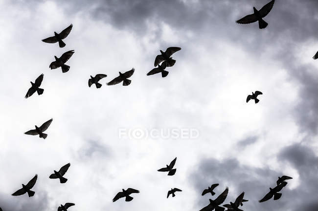 Troupeau silhouetté d'oiseaux — Photo de stock