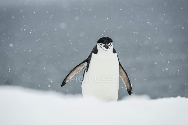 Chinstrap pingüino en las nevadas - foto de stock