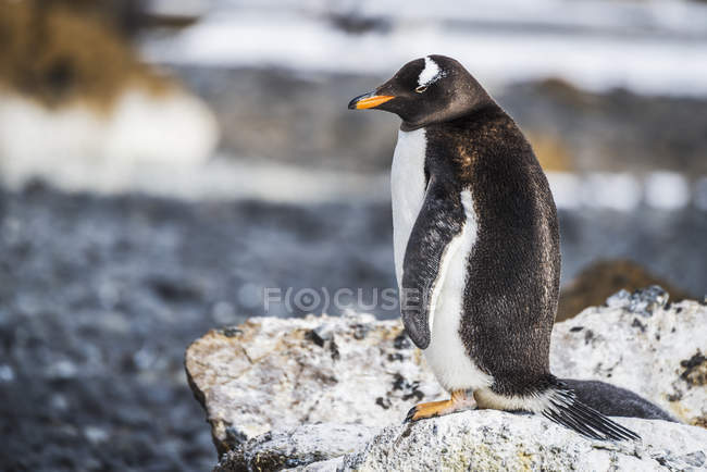 Пингвин Gentoo Gentoo — стоковое фото