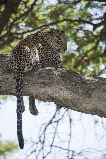 Leopardo descansando en el árbol - foto de stock
