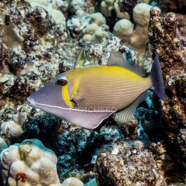 Peces gatillo exóticos nadando en el océano cerca de coral - foto de stock