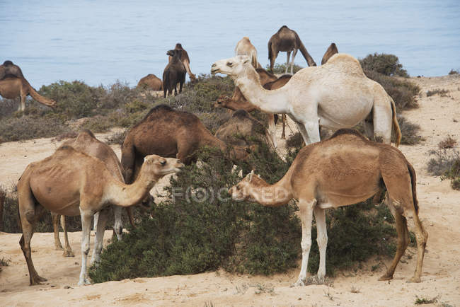 Single-humped group of camels — Stock Photo