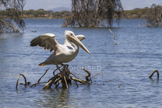 Pink-backed pelican — Stock Photo