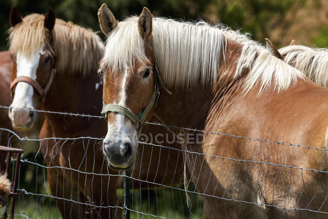 Драфтовые лошади стоят у ограды — стоковое фото