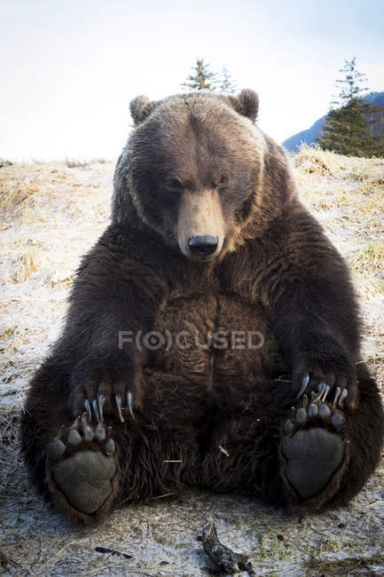 Urso marrom tomada closeup — Fotografia de Stock