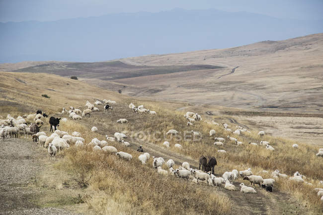 Shepherd and his flock — Stock Photo