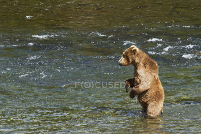 Бурый медведь стоит в реке — стоковое фото