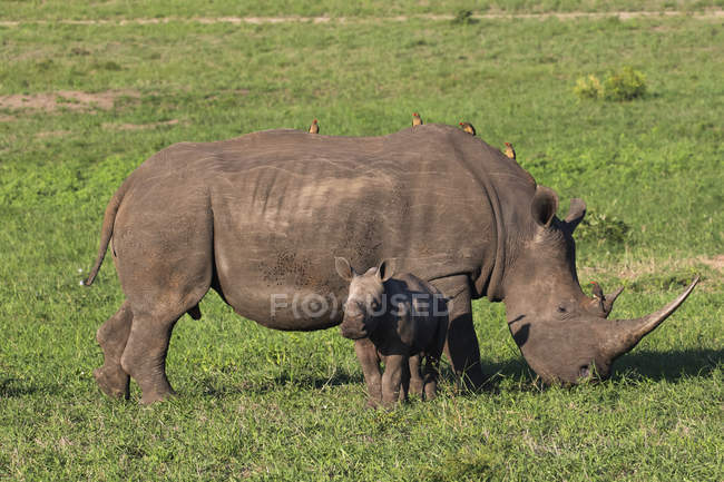Rinoceronte negro hembra - foto de stock