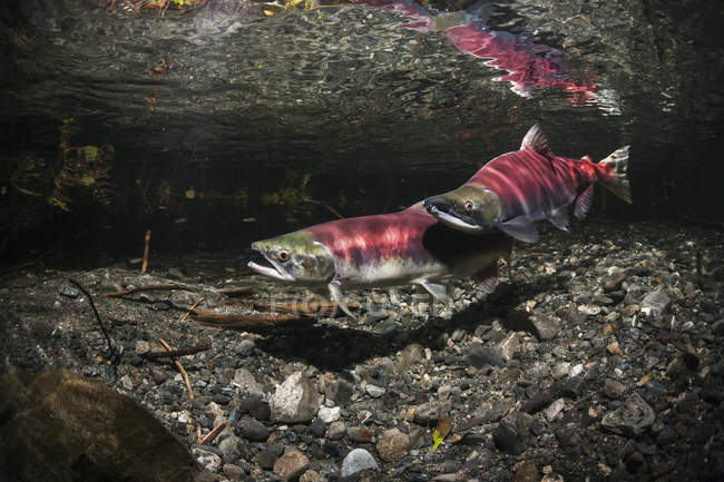 Шведський лосось нересту пара — стокове фото