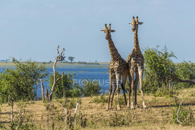 Duas girafas africanas — Fotografia de Stock