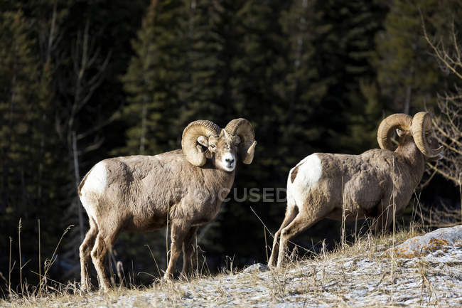 Carneiros machos bighorn — Fotografia de Stock