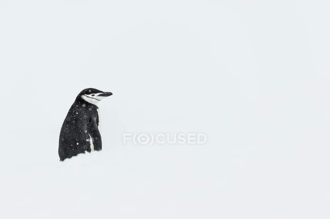Антарктичний пінгвін стоячи в снігу — стокове фото