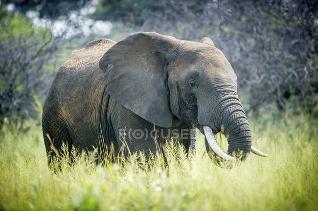 Elefante em pé na grama alta — Fotografia de Stock