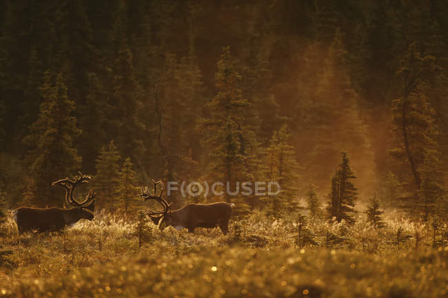 Bull caribou alimentar em pântano — Fotografia de Stock